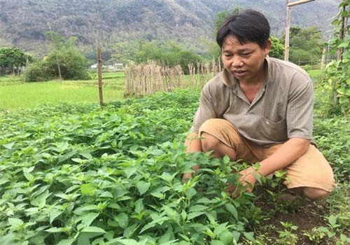 Hòa Bình: Chỉ trồng rau tầm bóp dại và vài loài rau ăn lá mà thu tiền rất khá