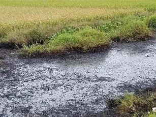 Hải Phòng: Lộ diện đối tượng đổ chất thải gây bỏng nặng ra mương