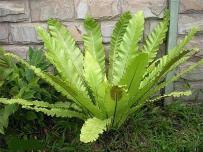 Sự thực bất ngờ cây tổ chim mọc phổ biến ở Việt Nam