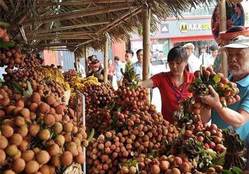 Trung Quốc thu hoạch 500.000 ha vải thiều, Việt Nam có lo?