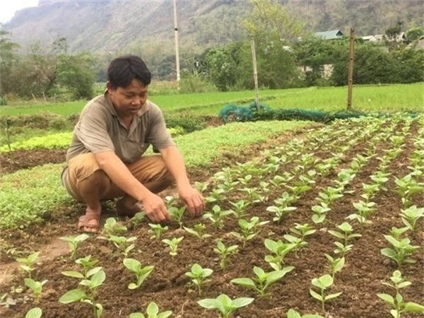 chi trong rau tam bop dai va vai loai rau an la ma thu tien rat kha hinh anh 2