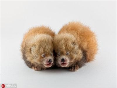 Mê mẩn top động vật quý hiếm nhất hành tinh