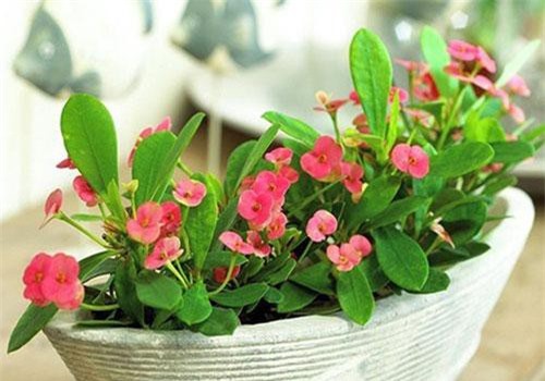 Cẩn trọng khi trồng 10 loại cây cảnh dưới đây, chúng cực độc nếu ăn phải