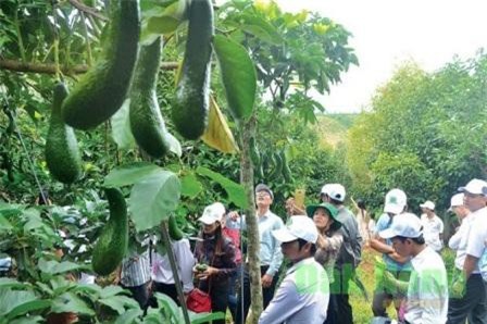 Đắk Nông: Mời gọi đầu tư vào 2 dự án nông nghiệp công nghệ cao