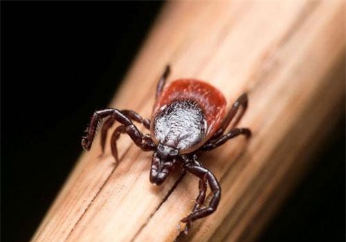 Loại virus bí ẩn mới đang lan tràn nhiều nơi ở Trung Quốc