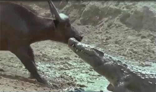 CLIP: Bị cá sấu khổng lồ cắn vào cổ, trâu rừng vẫn thoát chết ngoạn mục