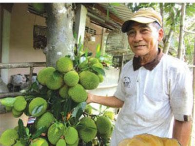 Bến Tre: Quanh năm ra trái từng chùm, vẫn thế "độc tôn"