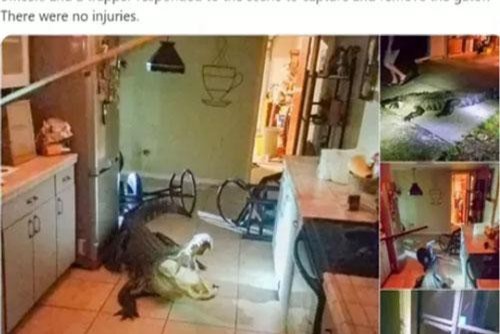 Cá sấu dài gần 3,5m chui vào nhà dân ở Mỹ