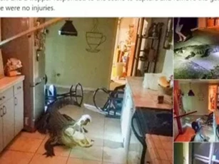 Cá sấu dài gần 3,5m chui vào nhà dân ở Mỹ