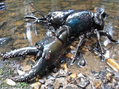Tôm hùm đất khổng lồ dài gần 1m, có thể sống tới 60 năm