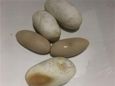 Tò mò mùi vị trứng trăn, thanh niên quyết thử và kết khó tin