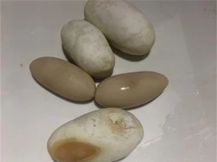 Tò mò mùi vị trứng trăn, thanh niên quyết thử và kết khó tin