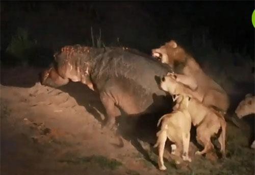 CLIP: Đàn sư tử đói liều mạng tấn công hà mã