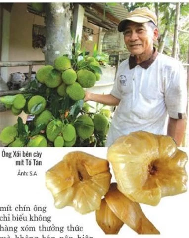 cay mit la ben tre: quanh nam ra trai tung chum, van the "doc ton" hinh anh 1