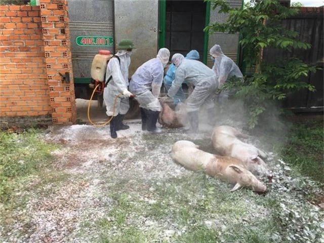 Quảng Trị tiêu hủy hàng trăm con lợn, Đắk Lắk xuất hiện thêm các ổ dịch mới - 2