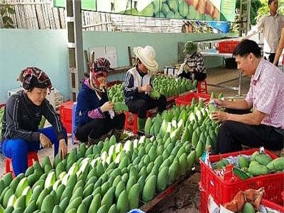 Xuất khẩu rau, quả giữ tăng trưởng ổn định