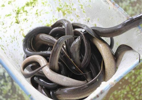 Nuôi lươn xuất khẩu sang Tây: Tiềm năng tỷ đô vẫn chỉ là tiềm năng