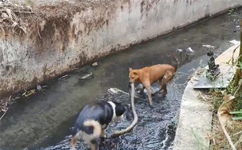 CLIP: Rắn hổ mang bỏ mạng khi đối đầu chó nhà