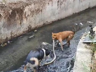 CLIP: Rắn hổ mang bỏ mạng khi đối đầu chó nhà