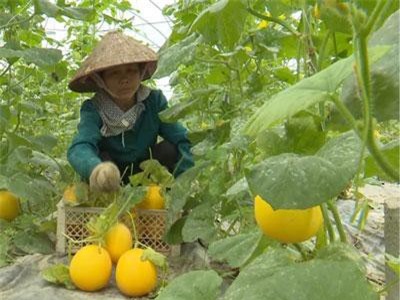 Phú Thọ: Trồng vườn dưa "Nữ hoàng" vàng ruộm, 75 ngày thu lãi trăm triệu