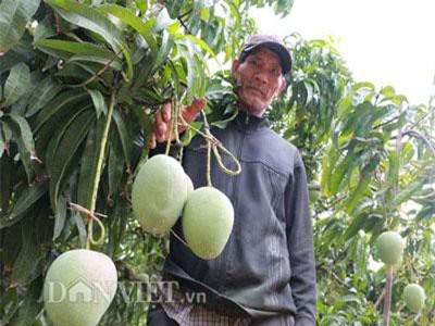 Mê mẩn vườn xoài trái "khổng lồ" như đào tiên ở vùng biên Bình Phước