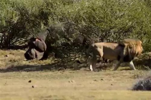 Lạc vào lãnh địa của sư tử, hà mã suýt bỏ mạng