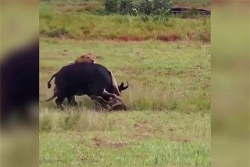 Trâu mẹ liều mình đối đầu với sư tử để bảo vệ con non