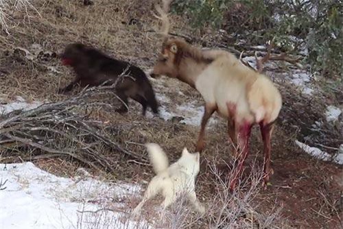 Dù bị cắn nát chân, nai sừng tấm vẫn dũng mãnh chống trả 2 con sói háu đói