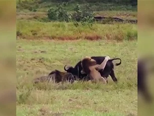 Clip: Trâu rừng mẹ ác chiến với sư tử để bảo vệ con