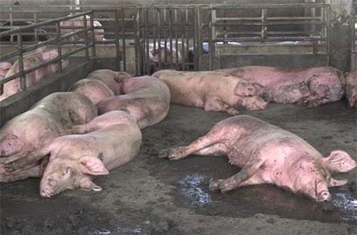 Việt Nam thiệt hại khoảng 3.600 tỷ đồng vì dịch tả lợn châu Phi