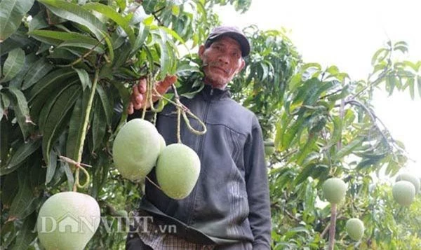 me man vuon xoai trai "khong lo" nhu dao tien o vung bien binh phuoc hinh anh 1