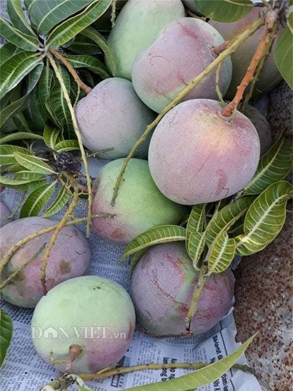 me man vuon xoai trai "khong lo" nhu dao tien o vung bien binh phuoc hinh anh 2