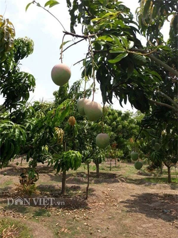 me man vuon xoai trai "khong lo" nhu dao tien o vung bien binh phuoc hinh anh 3