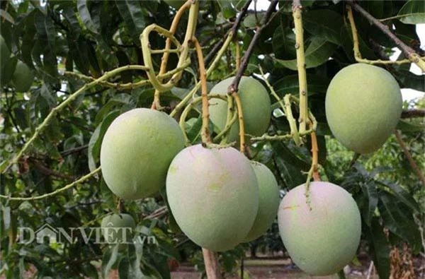 me man vuon xoai trai "khong lo" nhu dao tien o vung bien binh phuoc hinh anh 4