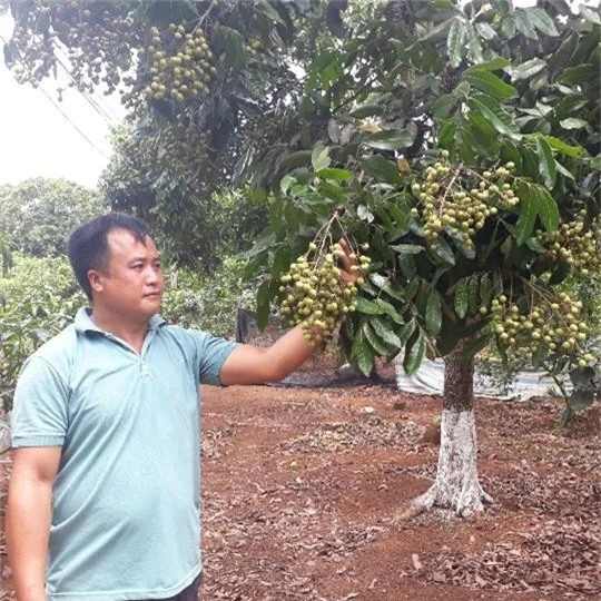 dan song ma bo ngo trong nhan, cu mua trai chin la co tien hinh anh 4