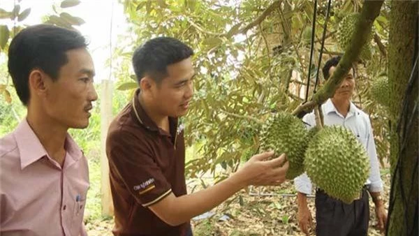 trong sau rieng chin tu nhien, ban toi 300 ngan/ky van dat hang hinh anh 1