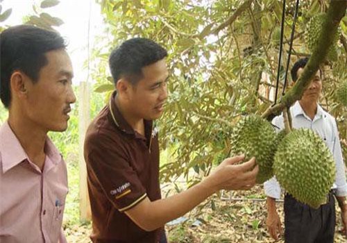 Tiền Giang: Trồng sầu riêng chín tự nhiên, bán tới 300 ngàn/ký vẫn đắt hàng