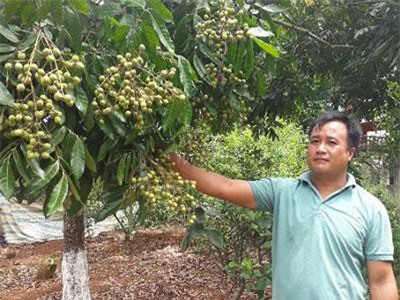 Sơn La: Dân Sông Mã bỏ ngô trồng nhãn, cứ mùa trái chín là có tiền