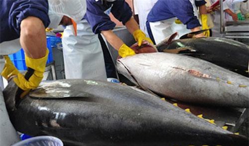 Xuất khẩu cá ngừ sang Nga: Tiềm năng nhưng cần nhiều điều chỉnh