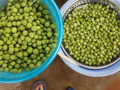 Sấu mất mùa mà ngày vẫn bán 2 tạ, thu về hơn 5 triệu đồng