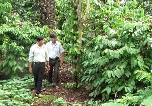 Đồng Nai: Mạnh dạn nuôi, trồng cây, con mới từ vốn vay Quỹ Hỗ trợ nông dân