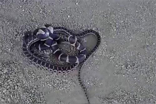 Rắn vua tung tuyệt chiêu đoạt mạng rắn chuột trong chớp mắt