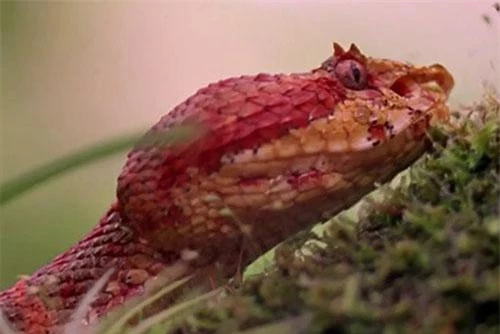Rắn mi mắt là một trong những loại rắn kịch độc, nguy hiểm nhất trên thế giới.