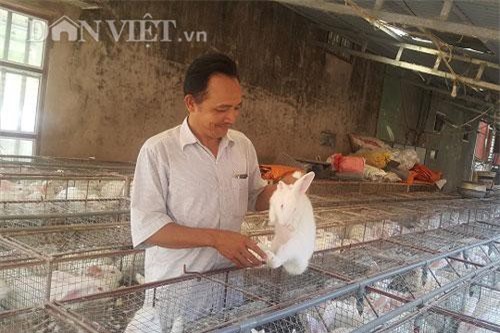 Nam Định: Nuôi 2.000 "cục bông" di động, lãi 20 triệu/tháng