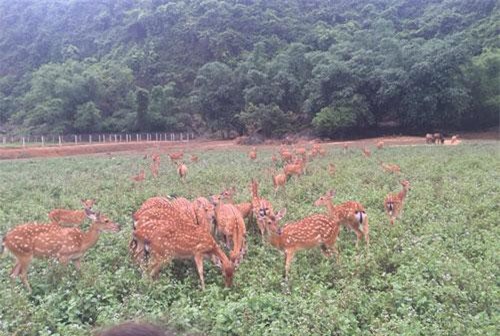 Ninh Bình: Trang trại tiền tỷ nhìn đâu cũng ra con đặc sản