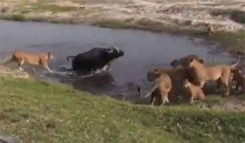 CLIP: 10 con sư tử vẫn phải "chào thua" trâu rừng đơn độc