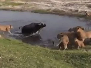 CLIP: 10 con sư tử vẫn phải "chào thua" trâu rừng đơn độc