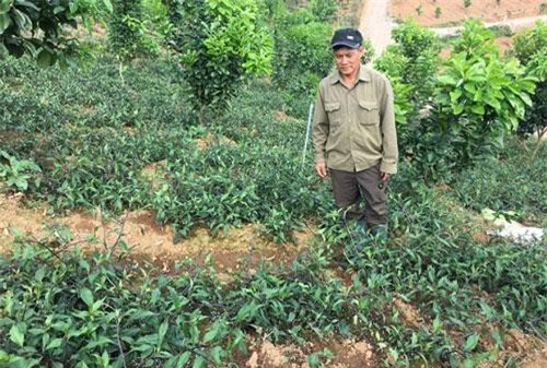 Sơn La: Trồng rau muống Nhật nơi heo hút, hái mớ nào lái khuân đi mớ đó