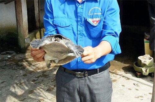 Bạc Liêu: Xây bể xi măng nuôi loài "thủy quái", bán 450 ngàn đồng/ký