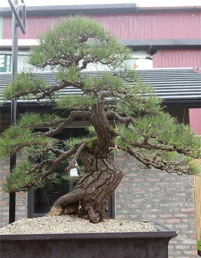 doanh nhan viet chi tien ty mua “vua bonsai” tu nhat ve ngam hinh anh 10